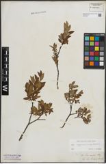 Foto von Salix lapponum L. x Salix myrtilloides L.